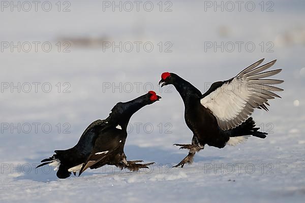 Black grouse, Hamra National Park