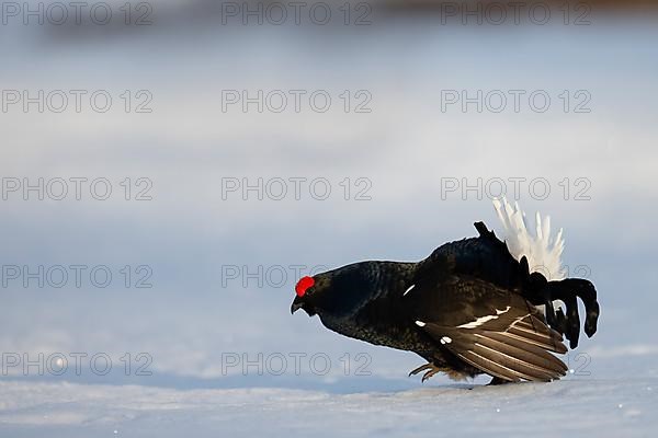 Black grouse, Hamra National Park