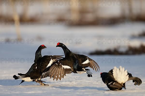 Black grouse, Hamra National Park