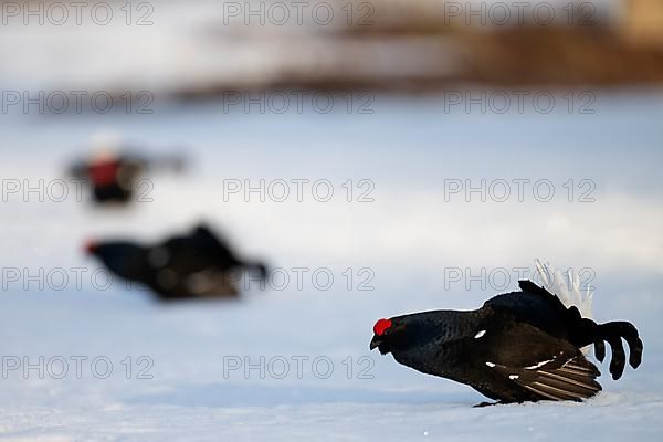 Black grouse, Hamra National Park