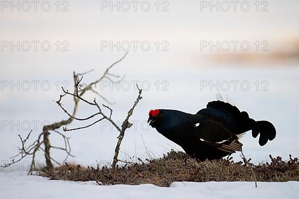 Black grouse, Hamra National Park