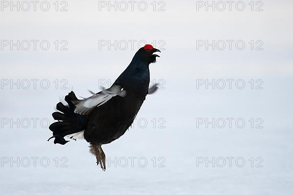 Black grouse, Hamra National Park