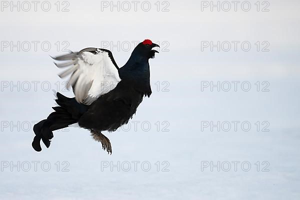 Black grouse, Hamra National Park