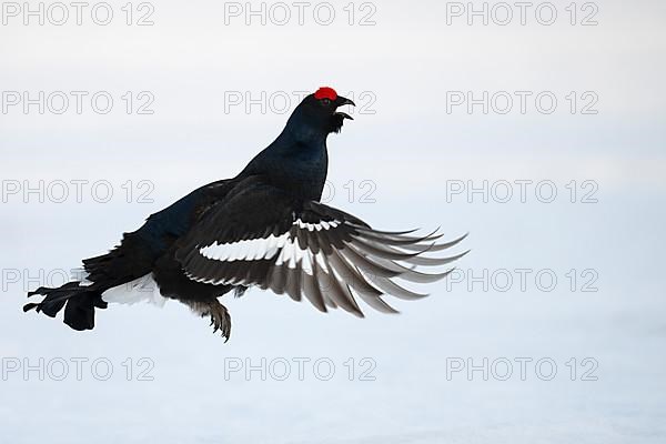 Black grouse, Hamra National Park