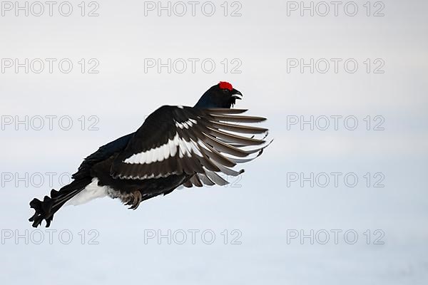 Black grouse, Hamra National Park