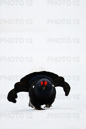 Black grouse, Hamra National Park