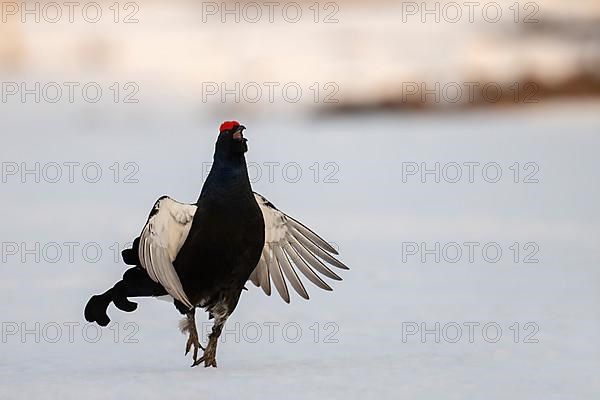 Black grouse, Hamra National Park