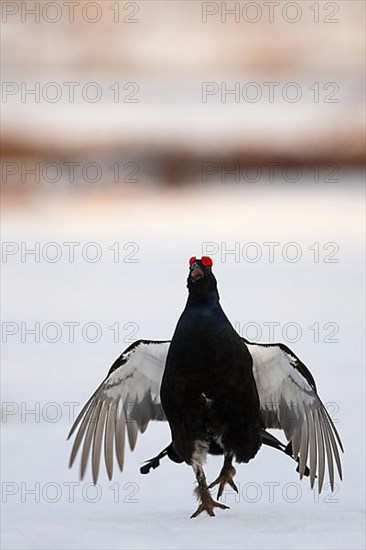 Black grouse, Hamra National Park