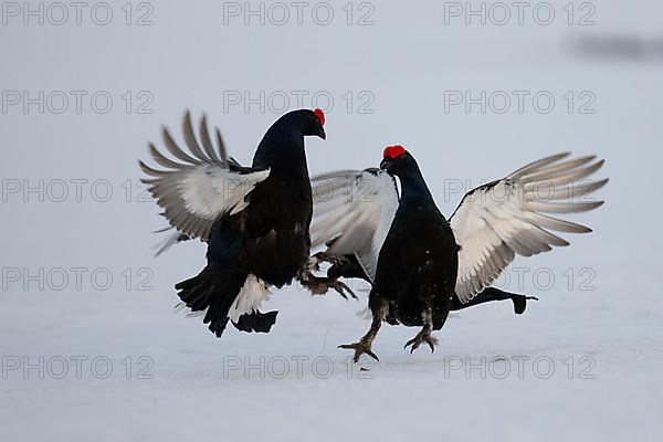 Black grouse, Hamra National Park