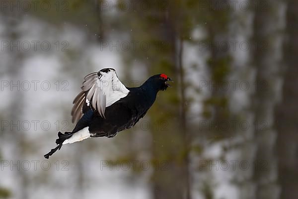 Black Grouse, Black Grouse