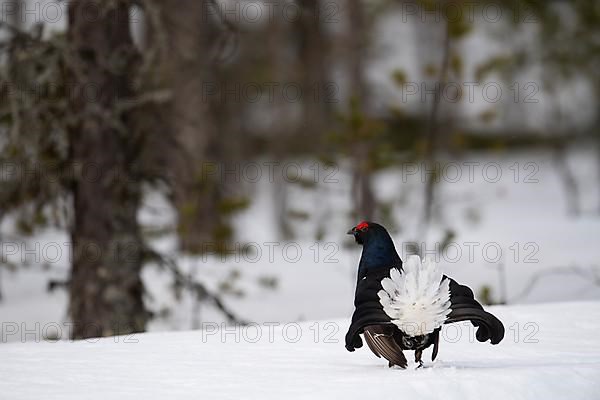 Black Grouse, Black Grouse