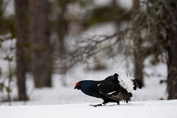 Black Grouse, Black Grouse