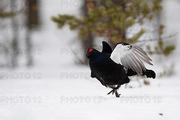 Black Grouse, Black Grouse