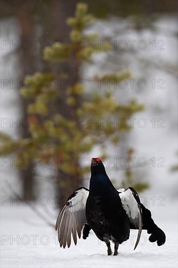 Black Grouse, Black Grouse