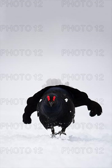 Black Grouse, Black Grouse