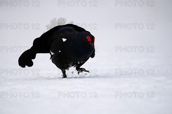 Black Grouse, Black Grouse