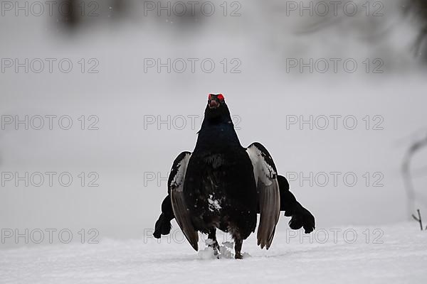 Black Grouse, Black Grouse