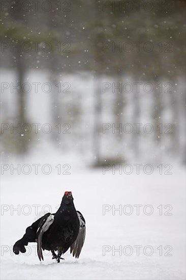 Black Grouse, Black Grouse