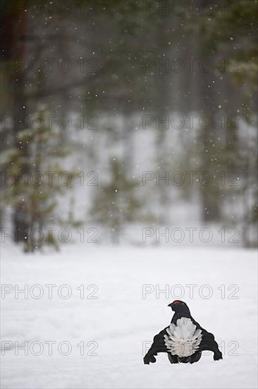 Black Grouse, Black Grouse