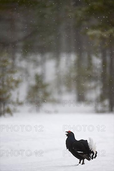 Black Grouse, Black Grouse