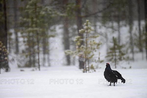 Black Grouse, Black Grouse