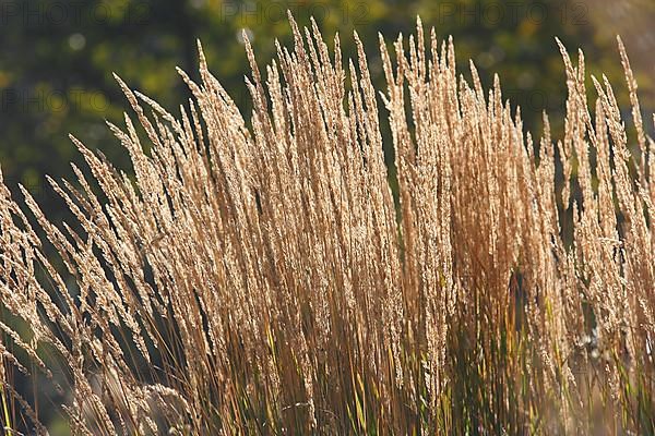 Small reeds,