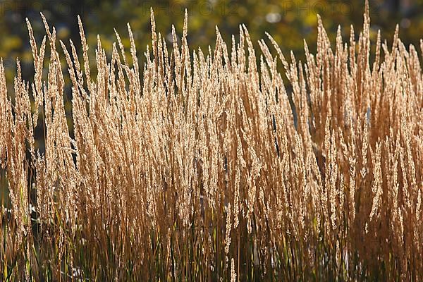 Small reeds,