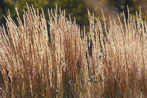 Small reeds,