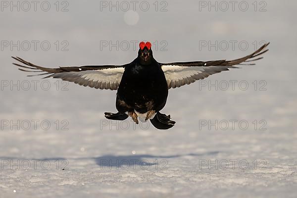 Black Grouse, Black Grouse