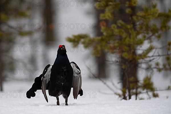 Black Grouse, Black Grouse