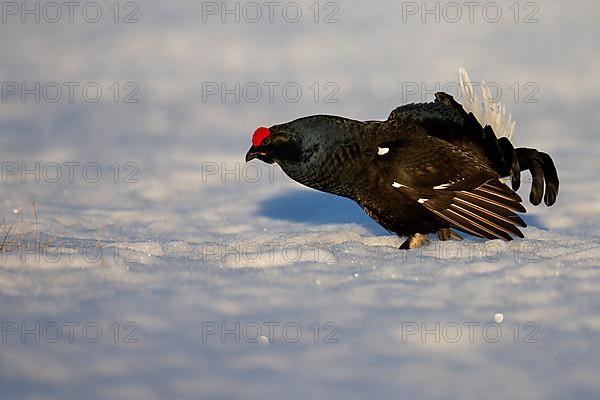 Black Grouse, Black Grouse