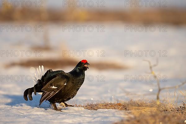 Black Grouse, Black Grouse