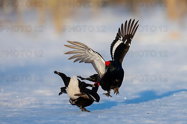 Black Grouse, Black Grouse