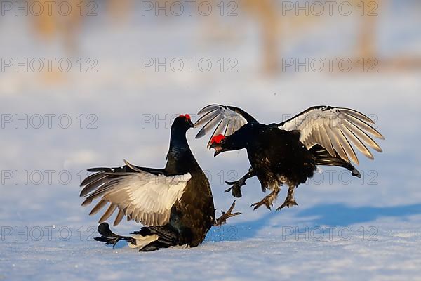 Black Grouse, Black Grouse