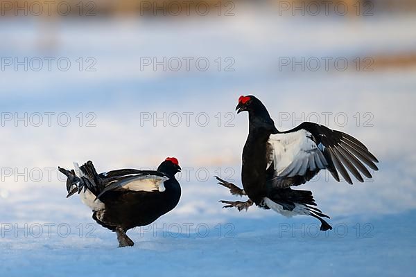 Black Grouse, Black Grouse