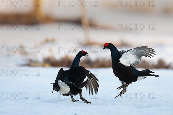 Black Grouse, Black Grouse