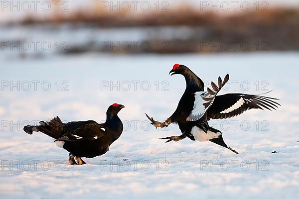 Black Grouse, Black Grouse