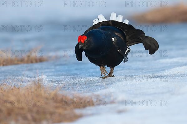 Black Grouse, Black Grouse