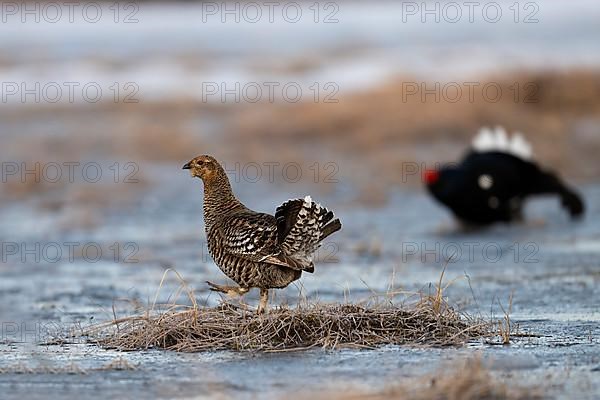 Black Grouse, Black Grouse