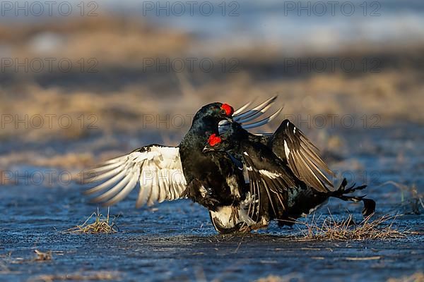 Black Grouse, Black Grouse