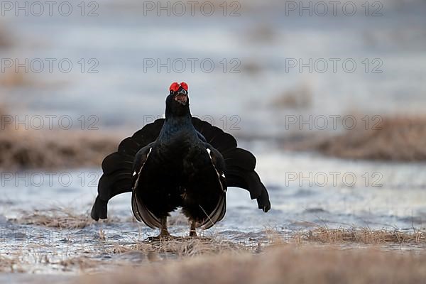 Black Grouse, Black Grouse