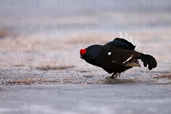 Black Grouse, Black Grouse