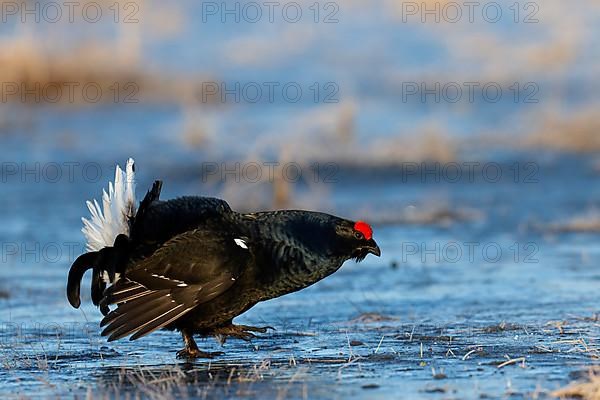 Black Grouse, Black Grouse