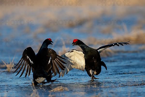 Black Grouse, Black Grouse