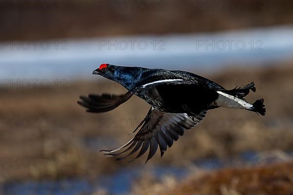 Black Grouse, Black Grouse