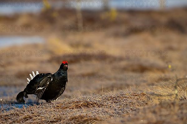 Black Grouse, Black Grouse