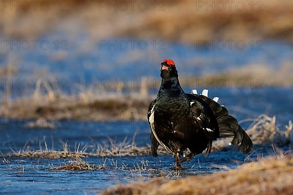 Black Grouse, Black Grouse