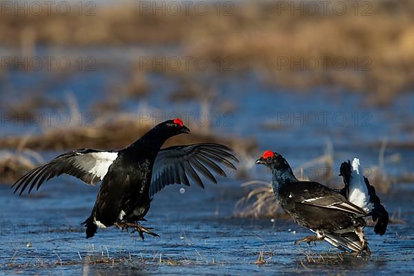 Black Grouse, Black Grouse