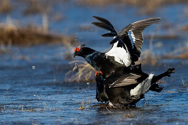 Black Grouse, Black Grouse