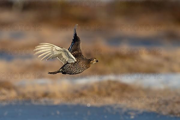 Black Grouse, Black Grouse